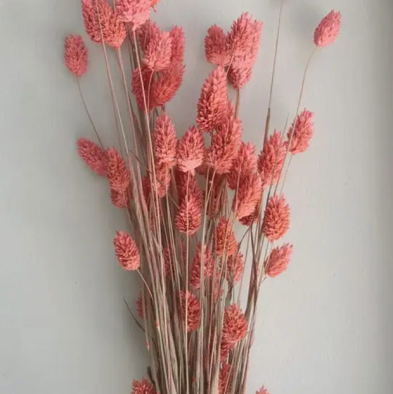 Phalaris / Pink